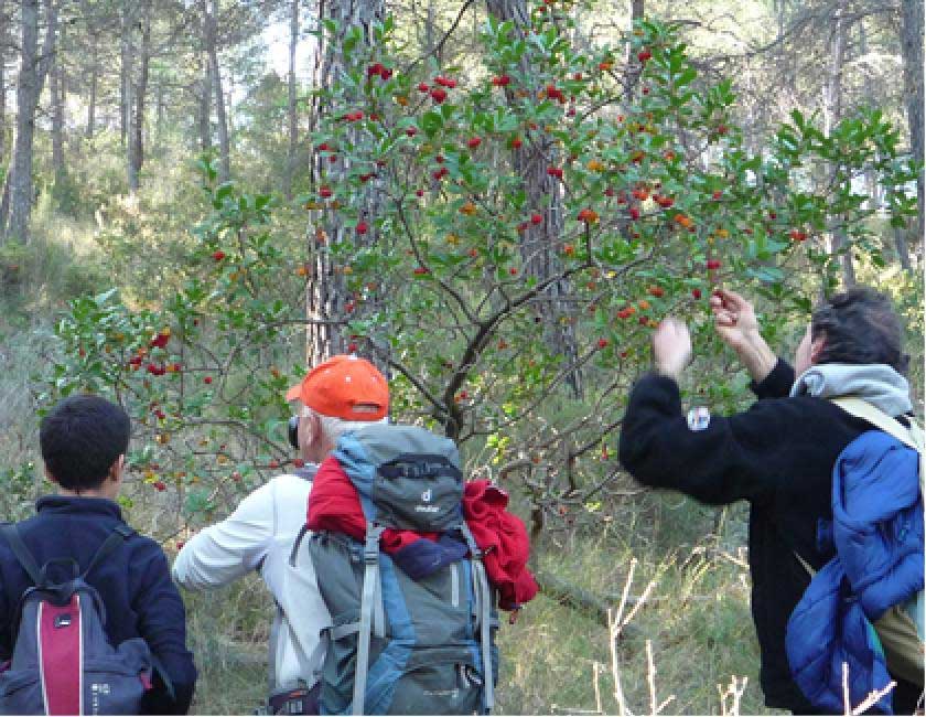 BosquesMadroños5